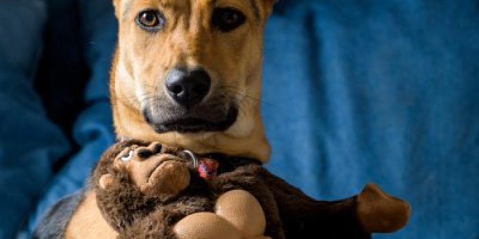 German,Shepherd,Puppy,On,Couch,With,Gorilla,Toy,Looking,At