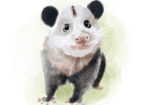 Nice,Opposum.,Animal,Of,Australia.,Watercolor,Illustration